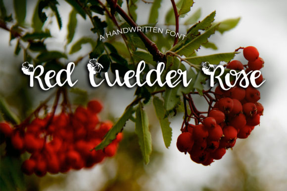 Red Guelder Rose Script Font Review
